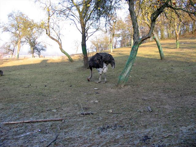 Ostrich