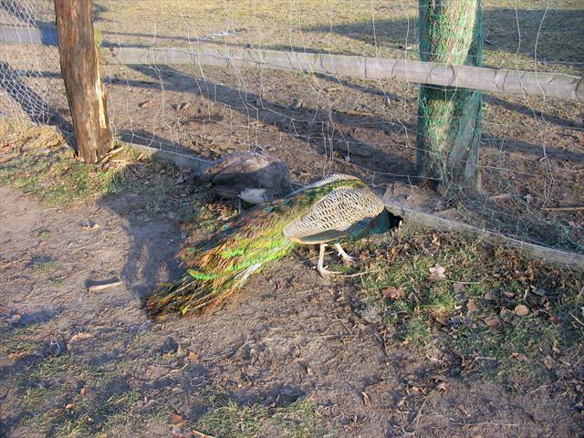 Peacock