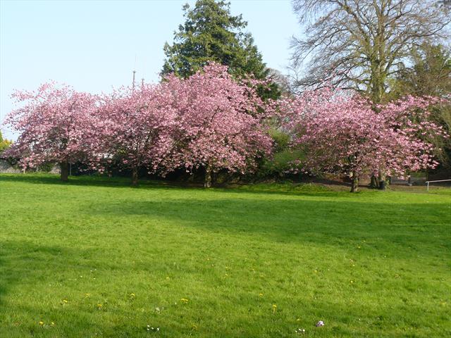 V parku u katedrály se probouzelo jaro