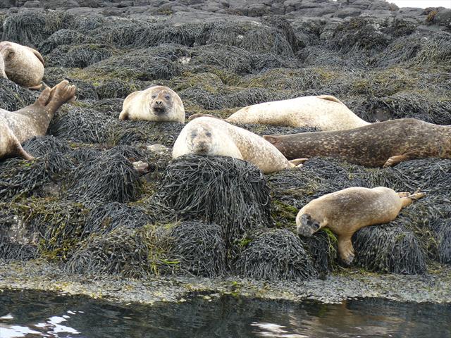 Siesta