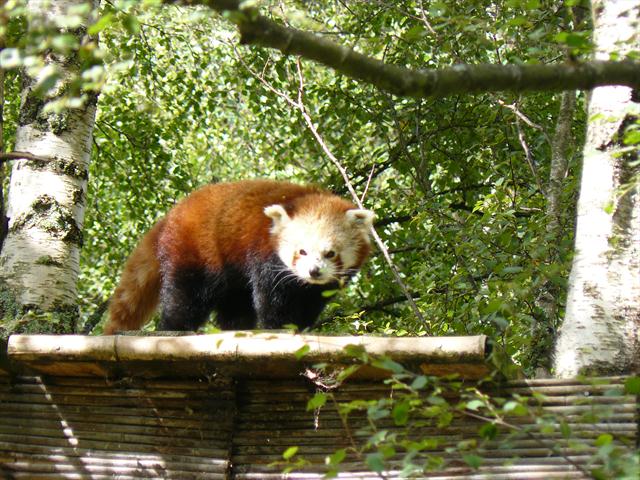 Červená panda