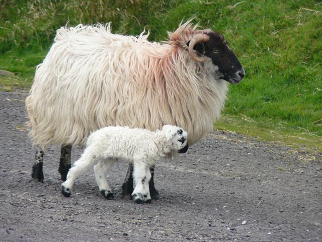 Právě narozená ovečka