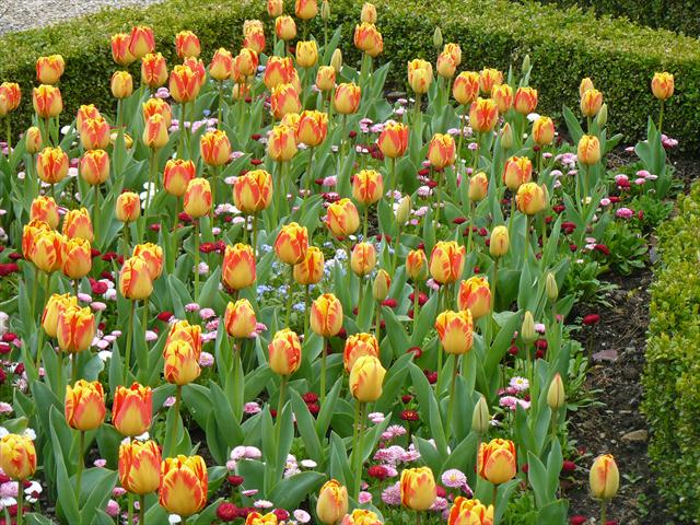 Žíhané tulipány