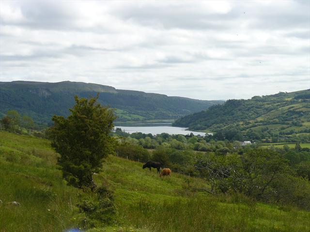 Krávy a jezero Glencar Lake