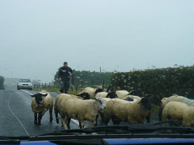 Pasáček ovcí žene ovečky po silnici
