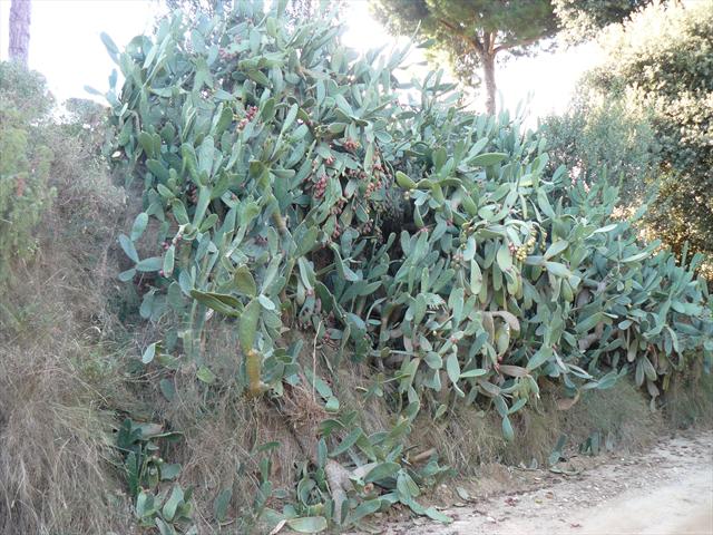 Procházka po Mataró - kaktusy